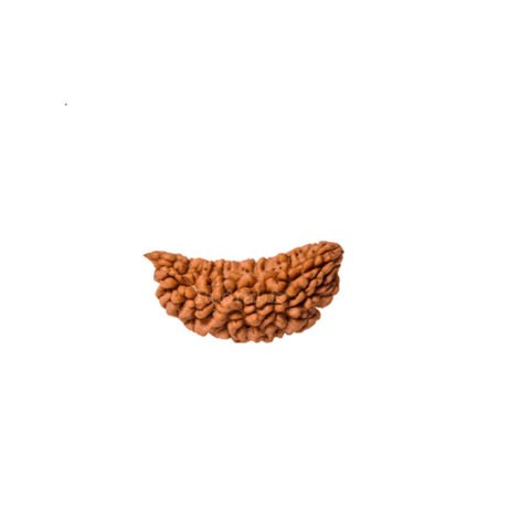 1 Mukhi Rudraksha (Nepali)
