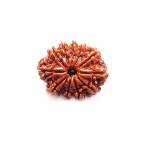 11 Mukhi Rudraksha (Nepali)