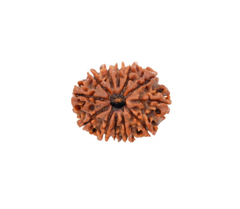 12 Mukhi Rudraksha (Nepali)