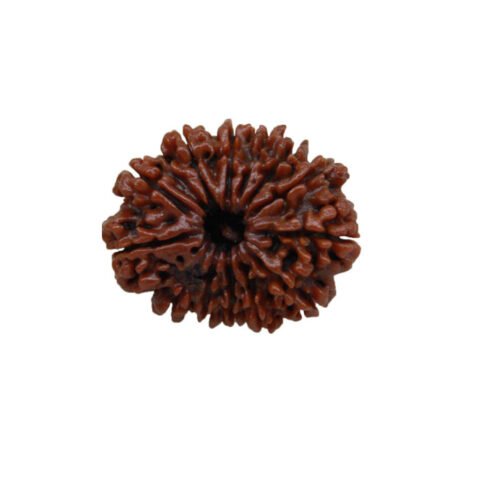 13 Mukhi Rudraksha (Nepali)