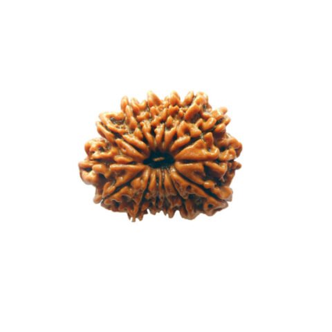 14 Mukhi Rudraksha (Nepali)