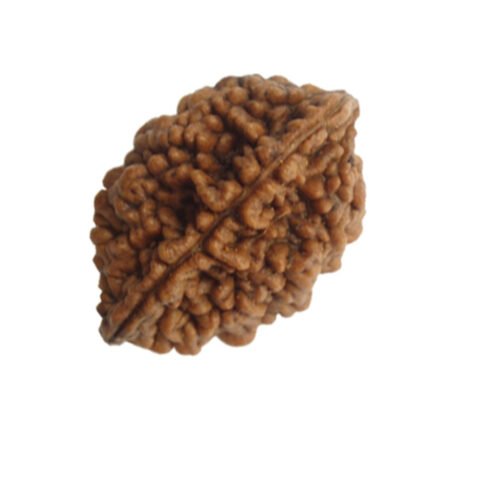 2 Mukhi Rudraksha (Nepali)