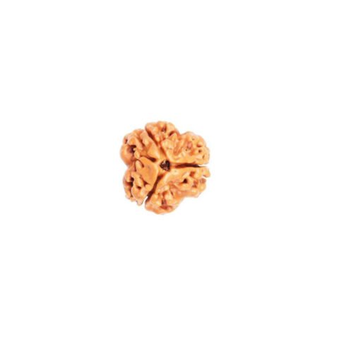 3 Mukhi Rudraksha (Nepali)