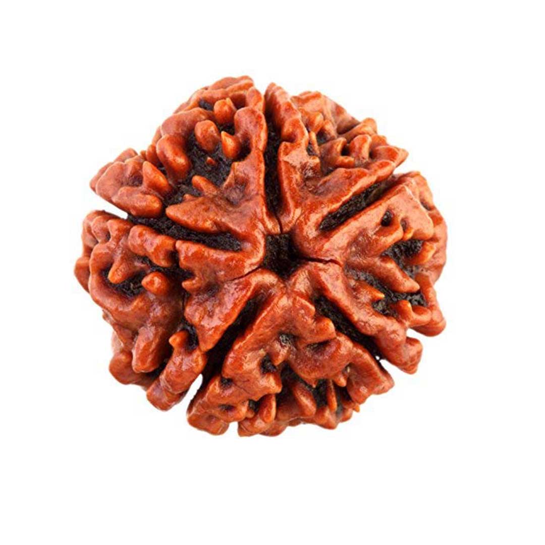 Original 5 Mukhi Nepali Rudraksha