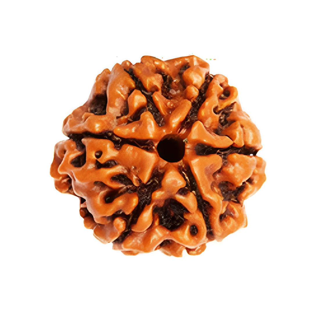 6 Mukhi Nepali Rudraksha – Original & Certified