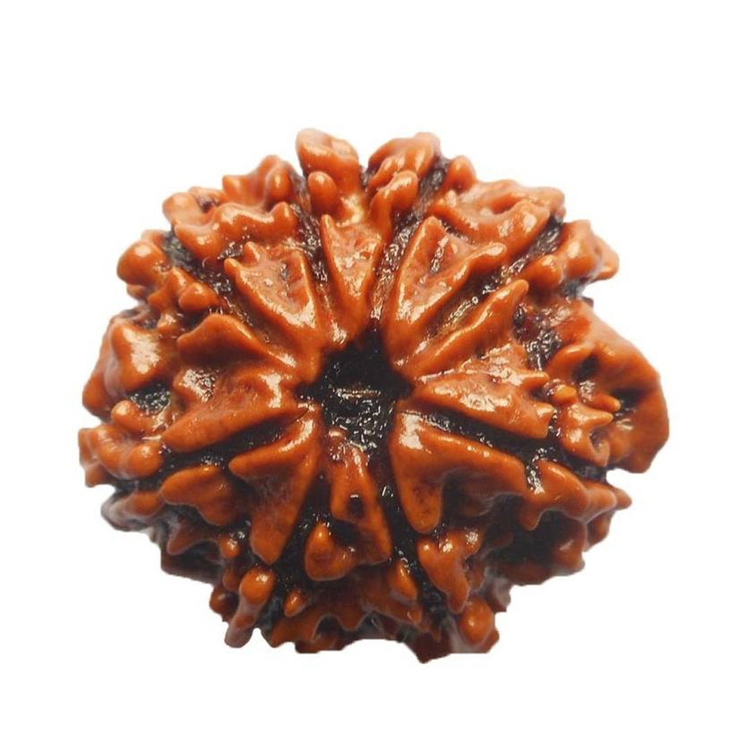 8 Mukhi Rudraksha (Nepali)