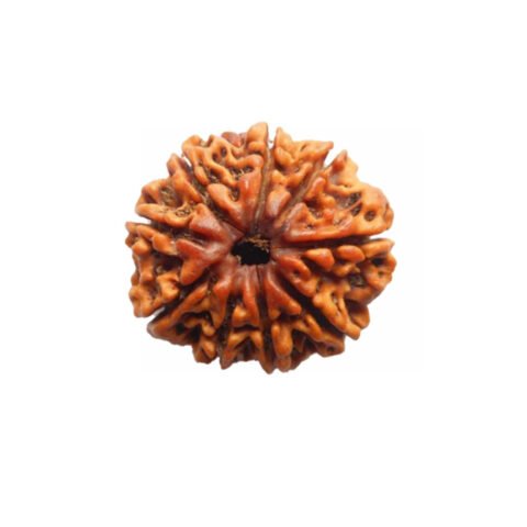 9 Mukhi Rudraksha (Nepali)