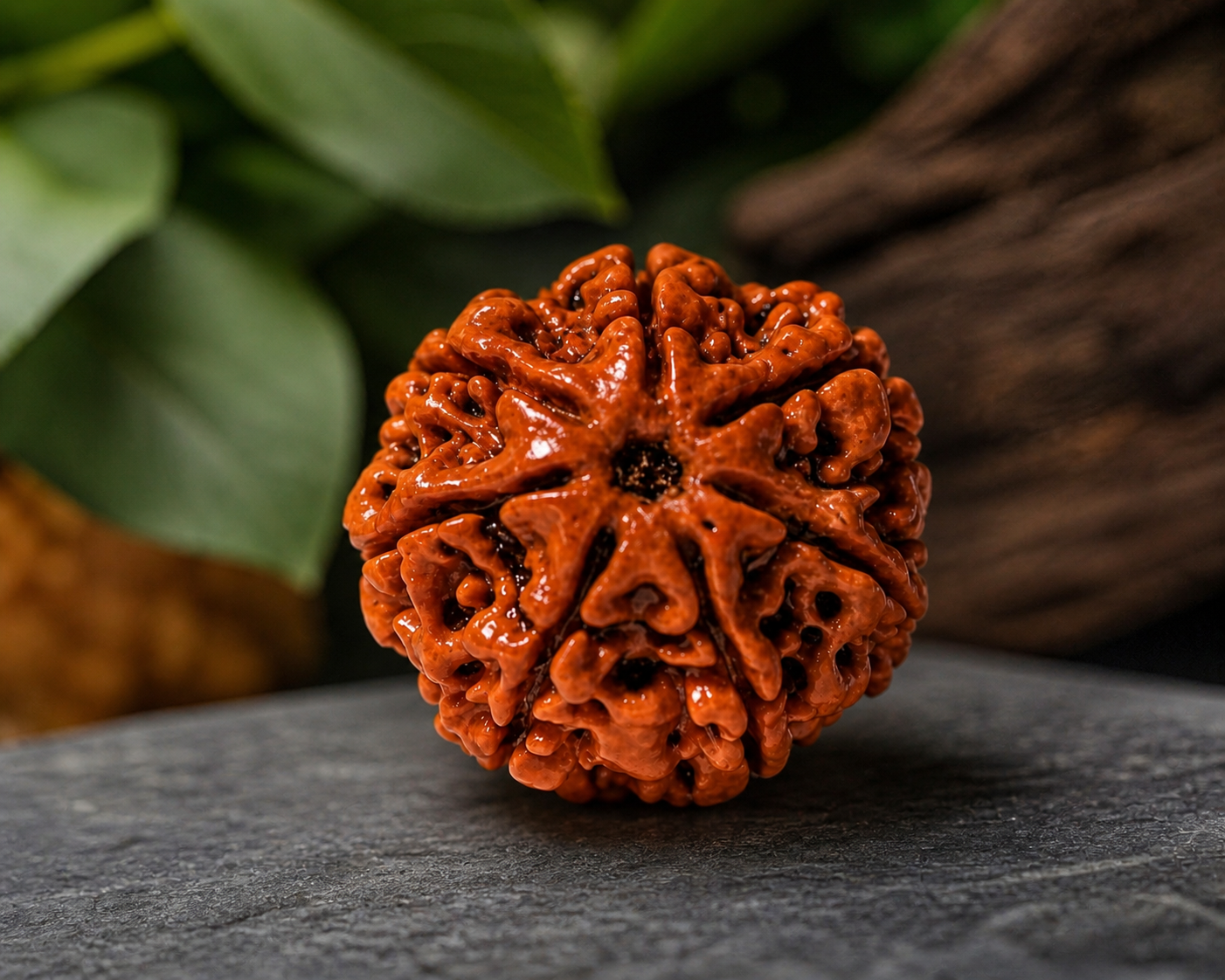 7 Mukhi Rudraksha (Nepali)